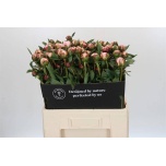 Paeonia Pojeng Sarah Bernhardt 60-65cm