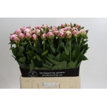 Paeonia Pojeng Sarah Bernhardt 60cm