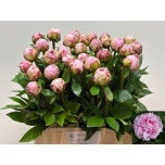 Paeonia Pojeng Sarah Bernhardt 60-65cm