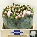 Paeonia Pojeng Shirley Temple 50cm