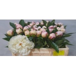 Paeonia Pojeng Shirley Temple 50cm