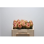 Protea Grandicolor 45cm