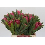 Protea Prootea Brenda 40cm