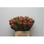 Protea Prootea Brenda 40cm
