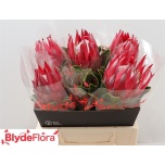 Protea 40cm Madiba