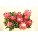 Protea Madiba 40cm