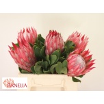 Protea Prootea Madiba 40cm