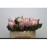 Protea Prootea Cynaroides 50cm
