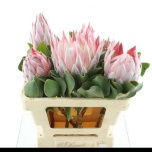Protea Prootea Cynaroides 50cm