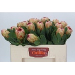 Protea Prootea Grandicolor 50cm