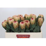 Protea Prootea Grandicolor 50cm