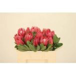 Protea Prootea King Madiba 50cm