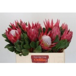 Protea Prootea Madiba 50cm