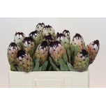 Protea Prootea Niobe 50cm