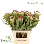 Protea Niobe 60cm