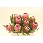 Protea Prootea Pink Ice 40cm