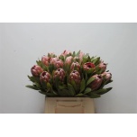 Protea Prootea Pink Ice 40cm