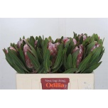Protea Pink Ice 50cm