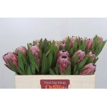 Protea Prootea Pink Ice 50cm