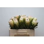 Protea Prootea White Night 50cm