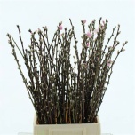 Prunus ov 60cm