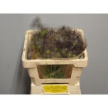 Pulsatilla 45cm