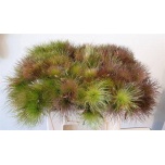 Pulsatilla vulgaris Karukell Zaadpluiz 40cm