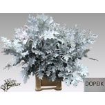 Quercus palustris Tammeoks paint White 80cm (tk)*20