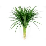 Quercus Tammeoks paint MIX 80cm (tk)*20