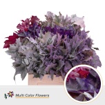 Quercus Tammeoks paint MIX 60cm (tk)*20