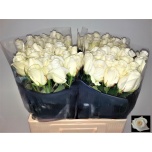 Roos 60cm Akito