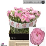 Ranunculus Tulikas Amandine Marshmallow