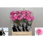 Ranunculus Tulikas Amandine Marshmallow