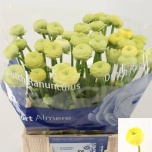 Ranunculus Tulikas Aazur Cream