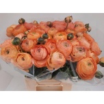 Ranunculus Tulikas Aazur Salmon