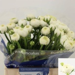 Ranunculus Tulikas Aazur White