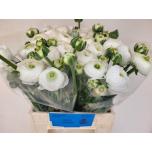 Ranunculus Tulikas Aazur White