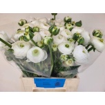 Ranunculus Tulikas Aazur White