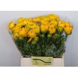 Ranunculus Tulikas Aazur Yellow