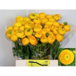Ranunculus Tulikas Aazur Yellow