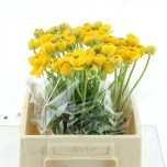Ranunculus Tulikas Aazur Yellow