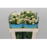 Ranunculus Tulikas Butterfly Ariadne 50cm