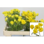 Ranunculus Tulikas Butterfly Phytalos 50-55cm