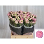 Ranunculus Tulikas Confetto (Success 416 Pink)