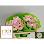 Ranunculus Tulikas Favola