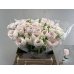 Ranunculus Tulikas Clooney Hanoi