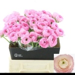 Ranunculus Tulikas Clooney Hanoi