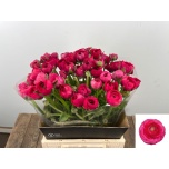 Ranunculus Tulikas Elegance Hot Pink