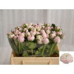 Ranunculus Tulikas Lady