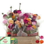 Ranunculus Tulikas MIX